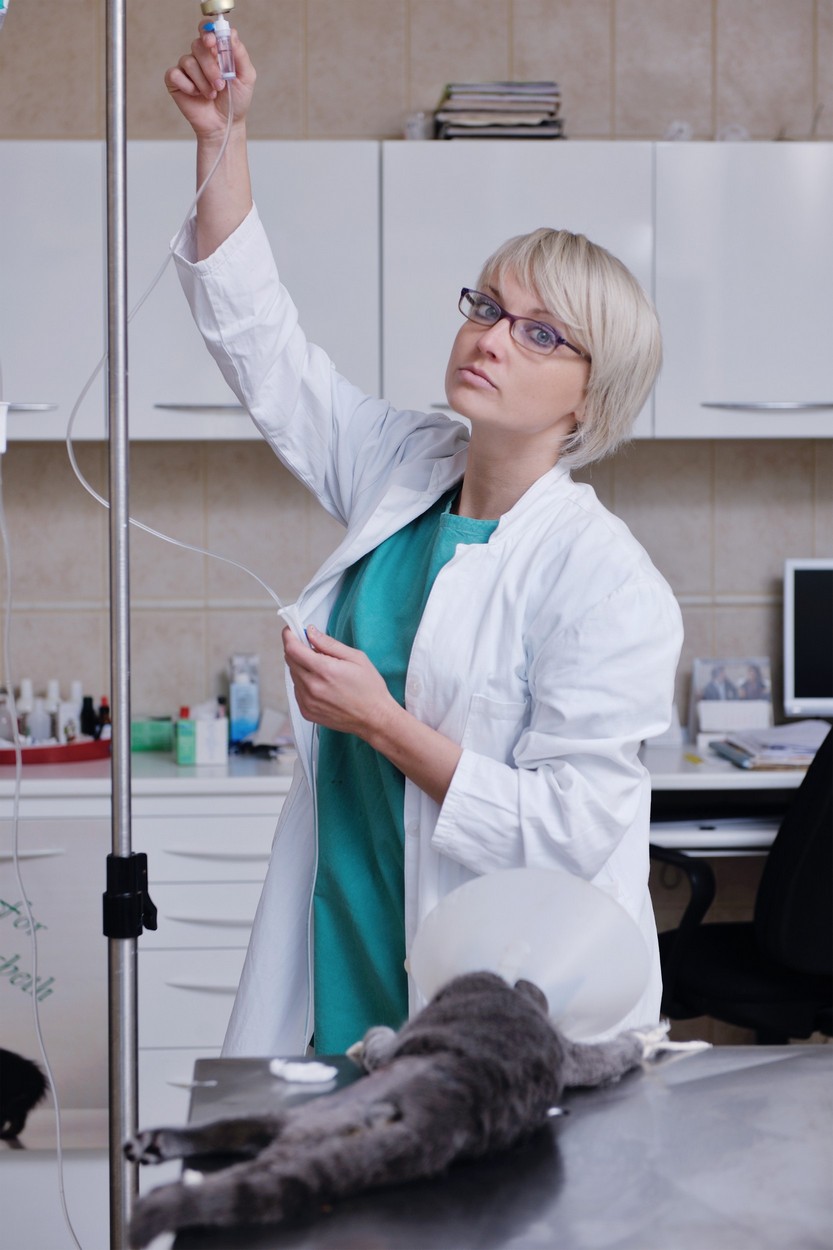 Surgery and Anesthesia Wailuku Pet Clinic